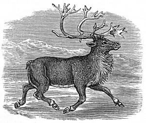 reindeer etching, the Devil's Artisan