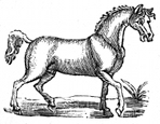 horse dingbat