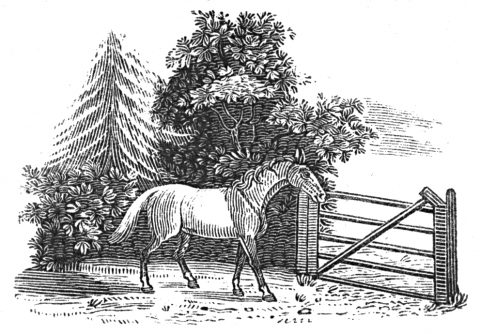horse and gate