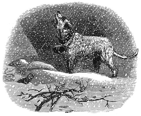 rescue dog in snow