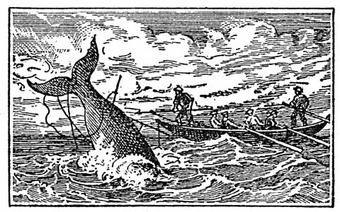 whale being hunted by men in boat