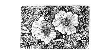Engraving from A Gathering of Flowers from Shakespeare