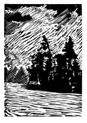 Engraving interpretation of Black Spruce in Autumn