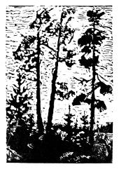 Engraving interpretation of Pine Trees at Sunset